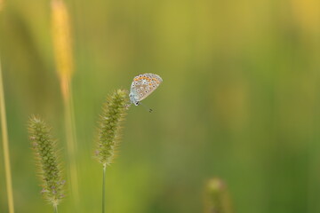 una farfalla licenide al tramonto