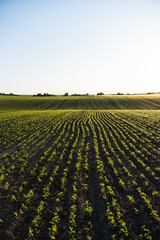 Soybean field ripening at spring season, agricultural landscape. Soy plantation.