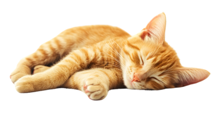 Professional Stock Photo of a Cute Ginger Cat Sleeping on a White Background