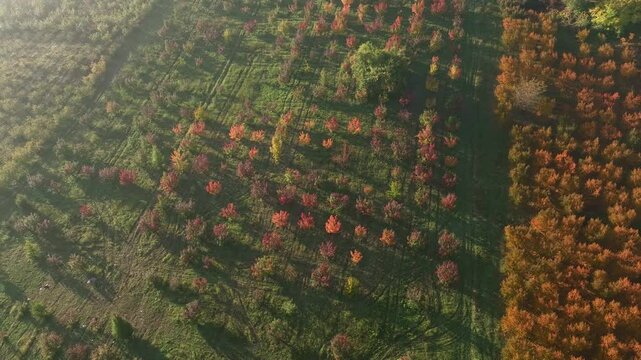 Colorful Leaves Fruit Tress in the Autumn Season Drone Video, Inegol Bursa, Turkiye (Turkey)