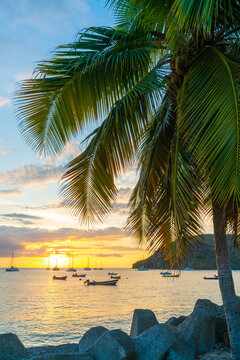 View over Les Anses-d 'Arlet Bay from the village on Martinique in the Caribbean at sunset with palm trees
