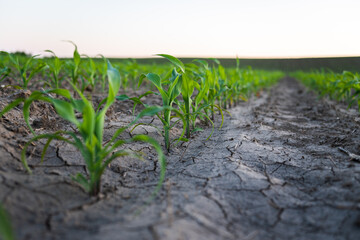 Naklejka premium Rows of corn sprouts beginning to grow. Young corn seedlings growing in a soil.