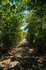 Obraz premium Forest road in Caravelle nature reserve on Martinique