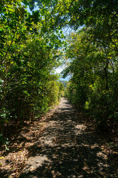 Forest road in Caravelle nature reserve on Martinique