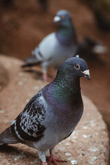 Pigeon in Portrait