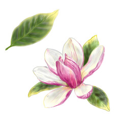 Pink magnolia bud with green leaves. Hand painted digital illustration isolated on white background. For design, cards, postcards, stickers, flyers