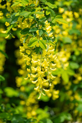 Close up of common laburnum (laburnum anagyroides) flowers in bloom