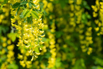 Close up of common laburnum (laburnum anagyroides) flowers in bloom