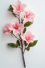 Azalea flowers with leaves, pink flowers isolated on white background.