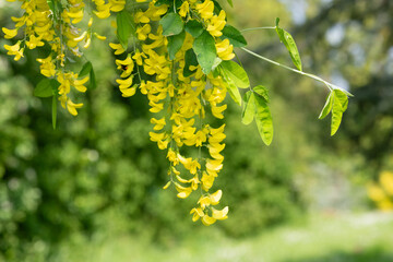Close up of common laburnum (laburnum anagyroides) flowers in bloom