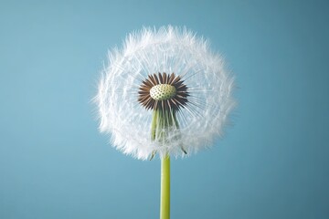 Close-up of dandelion on blue background. Shallow depth of field.