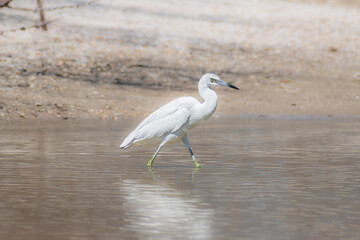 Juvenile little blue heron (Egretta caerulea) wading through water along a Florida beach against a natural blurry background of sand and mangrove roots