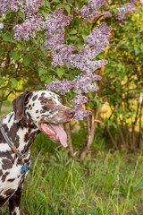 Adorable Dalmatian dog sitting under a blooming Syringa bush on a sunny day in early spring. Portrait of cute puppy against blooming lilac bushes on a spring day, happy pet concept