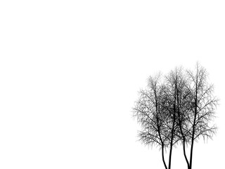 silhouette of a tree