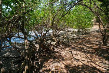 Forest near nature reserve of Caravelle peninsula on Martinique