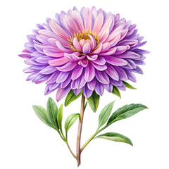 Realistic Aster Watercolor Floral Design