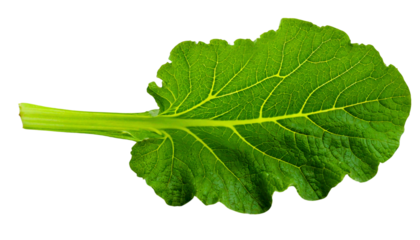 Green rhubarb leaf isolated on white background