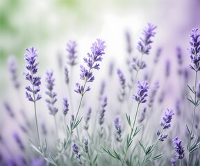 Fototapeta premium lavender field in provence