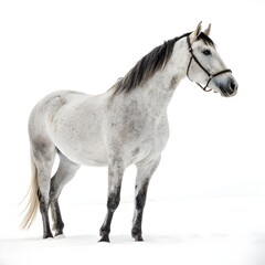horse isolated on white background