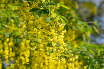 Close up of common laburnum (laburnum anagyroides) flowers in bloom