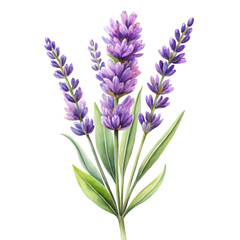 Fototapeta premium White Background Lavender Floral Watercolor