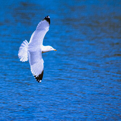Seagull Flying or Soaring Over Ripples of Lake Water (filtered photo with Texture) in gray & blue