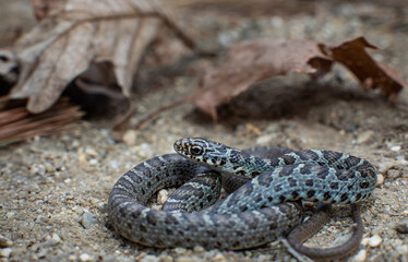 Baby (yearling) black racer snake from Massachusetts
