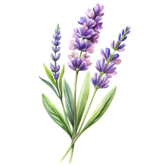 Obraz premium Watercolor Lavender Floral Design on White Background