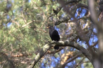 Obraz premium Common blackbird ontop of a branch.