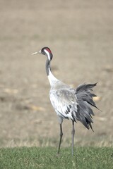 Crane walking on a field.