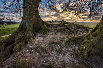 Exposed tree roots of beech trees on a bank of the henge at Avebury stone circle, Wiltshire, UK