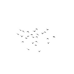 Flying bird silhouettes on a clean background, evoking freedom and peace.