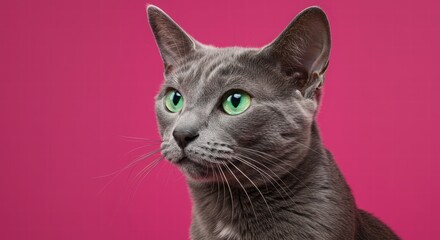 Obraz premium Cat Looking Sideways with Green Eyes Against Pink Background