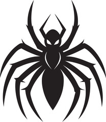 black spider isolated on white background