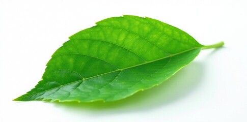 Obraz premium Green leaf isolated on white background with subtle texture, flower, foliage, nature
