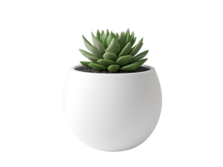A symmetrical rosette-shaped Echeveria is displayed in a smooth white pot, showcasing its vibrant green leaves. This succulent brings a touch of elegance to any indoor space.