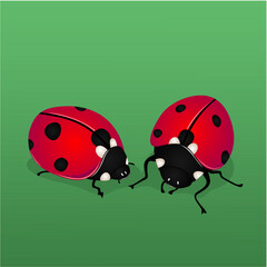 Two ladybugs