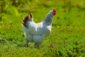 White hen with brown tail feathers stands in a green field, illuminated by sunlight. A close-up captures its vibrant red comb and natural beauty, symbolizing farming and rural life