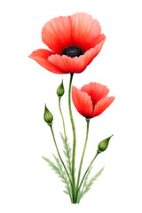 Obraz premium Red poppies (common poppy, corn poppy, corn rose, field poppy, Flanders poppy, red weed, coquelicot).created with the help of artificial intelligence.