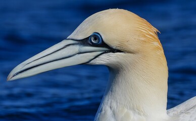  A Gannet on the sea in Orkney.j