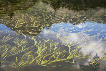 under water plants in a lake with reflection of a mountain landscape in summer