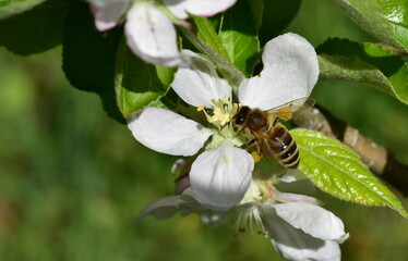 Biene in einer Zierapfel-Bl&uuml;te