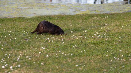 Nutria auf einer Wiese mit kleinen weißen Blumen