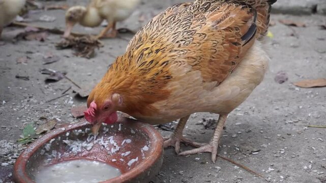 Roosters and hens wandering and pecking food in a farmyard, Hen and rooster pecking at the ground and walking around open grass fields on a farm	