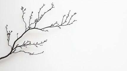 A white background contrasts with the delicate silhouette of a branch, perfect for minimalist design projects with ample space for copy or decoration