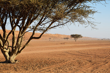 Acacia tree. Wahiba Sands. Sultanate of Oman