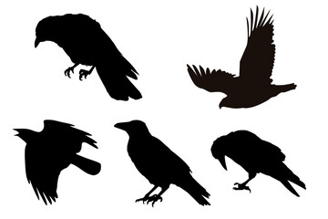 silhouettes of birds on transparent background 