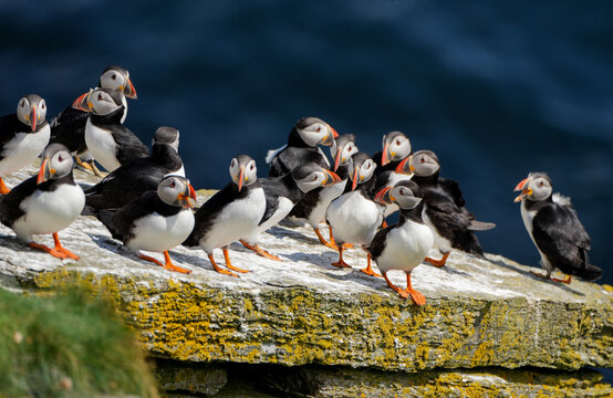 A colony of puffins sitting on a rock in Orkney