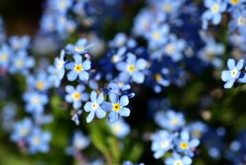 Himmelblaue Vergissmeinnichtbl&uuml;ten im Fr&uuml;hling