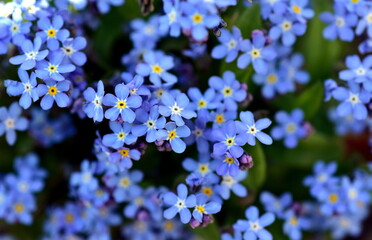 Himmelblaue Vergissmeinnichtblüten im Frühling